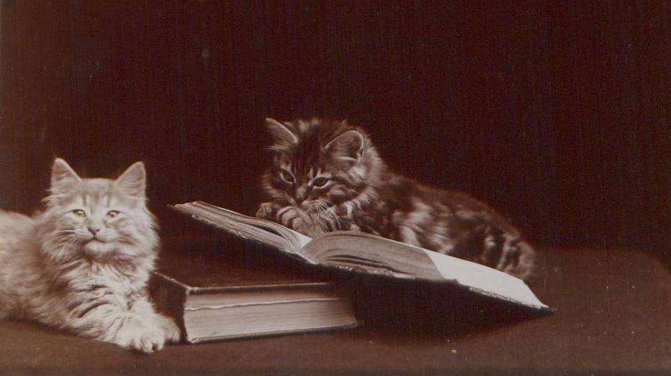 två katter tittar i böcker